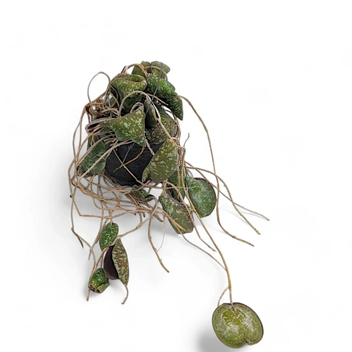 Hoya imbricata potted plant in nursery pot on white background.