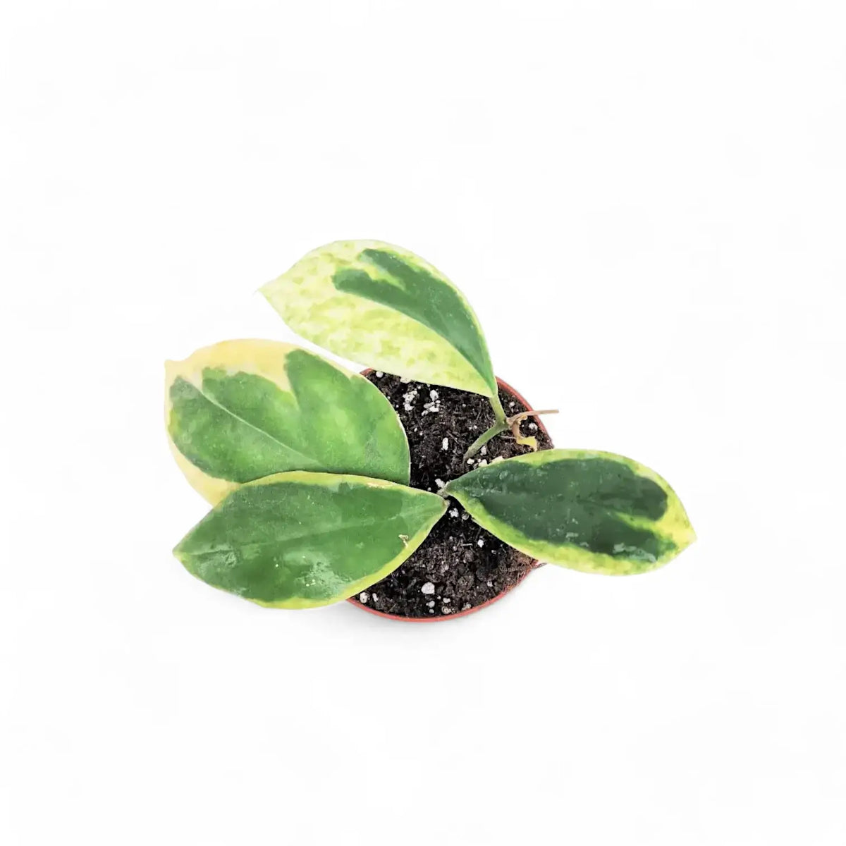 Hoya incrassata 'Eclipse' potted plant in nursery pot on white background.