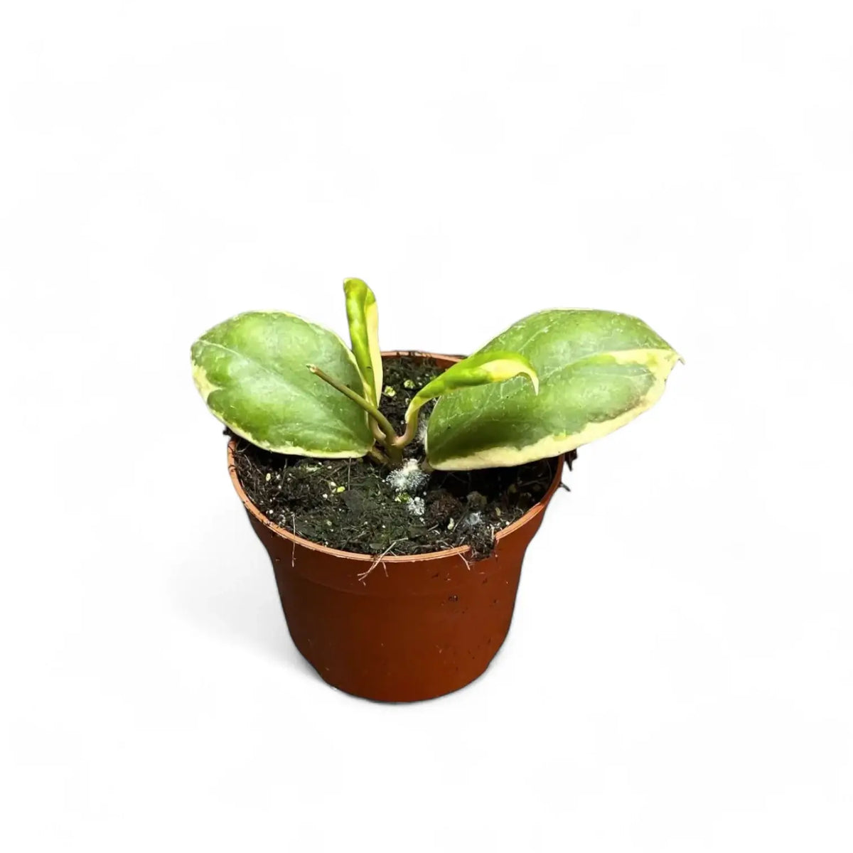 Hoya incrassata 'Eclipse' potted plant in nursery pot on white background.