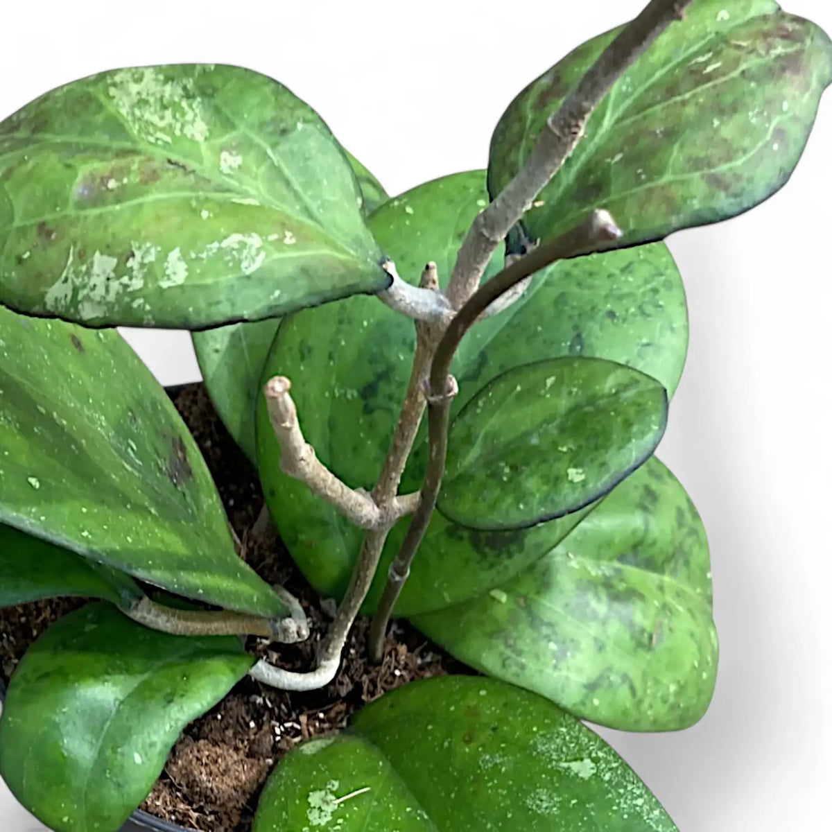 Hoya 'Joy' (aka 'Metallica') Zimmerpflanze im Anzuchttopf vor weißem Hintergrund, Produktfoto 3.