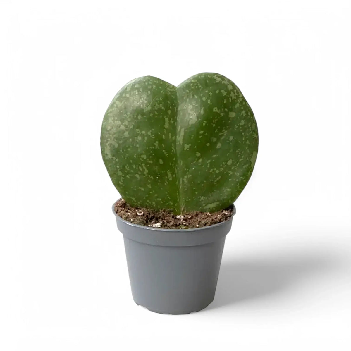 Hoya kerrii 'Splash' potted plant in nursery pot on white background.