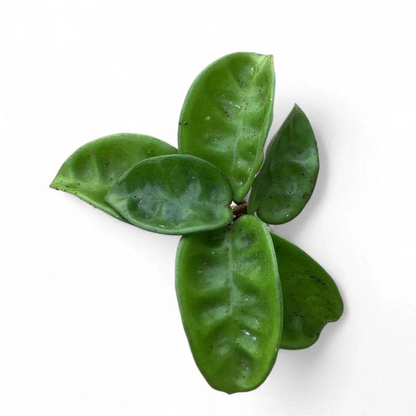 Hoya 'Krinkle 8' leaf close-up on white background.