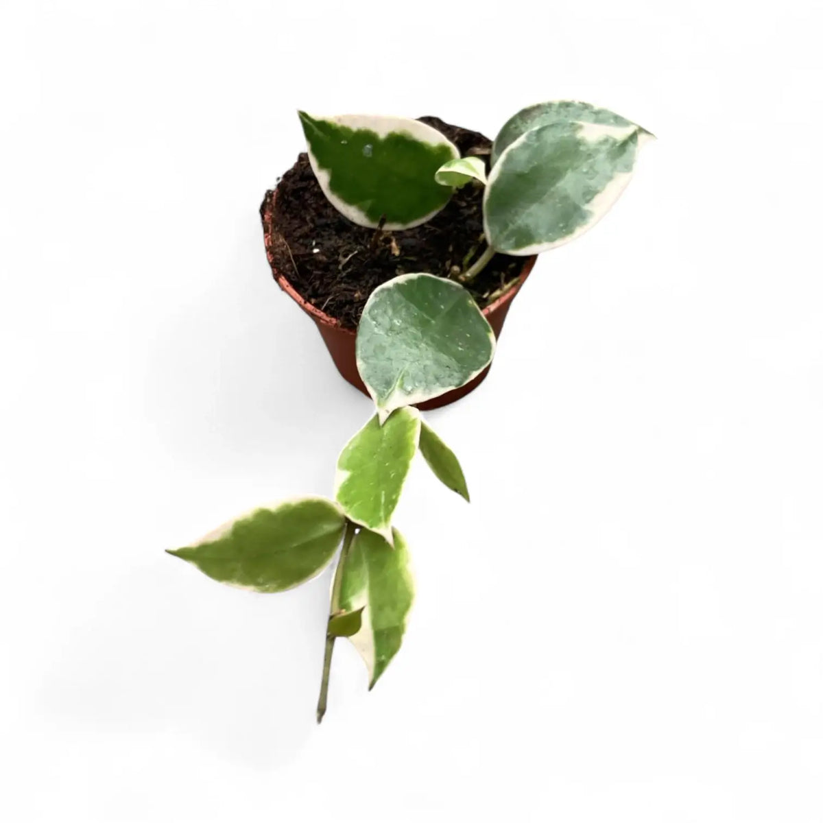 Hoya lacunosa 'Asami' potted plant in nursery pot on white background.