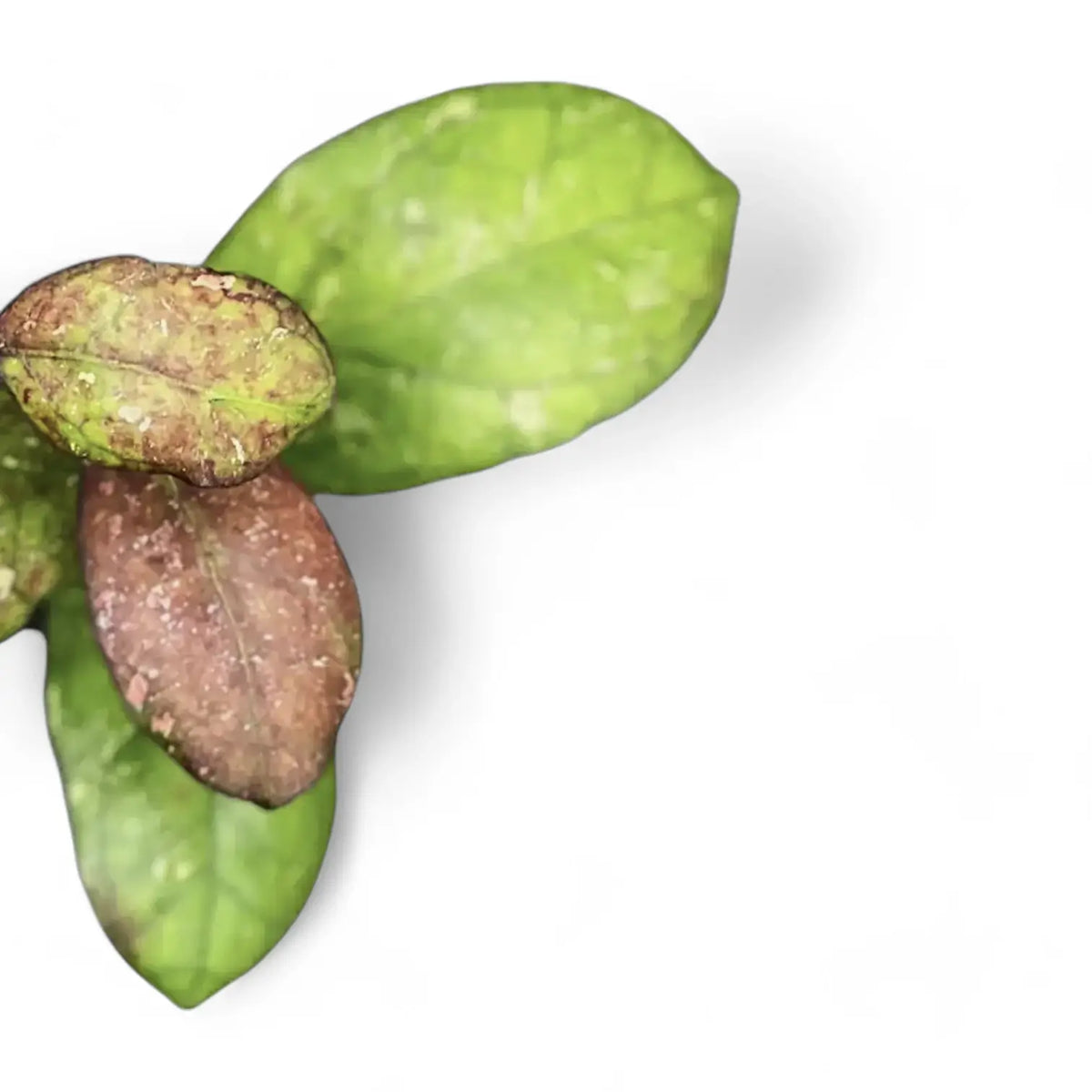 Hoya 'Larisa' – Blattdetail vor weißem Hintergrund..