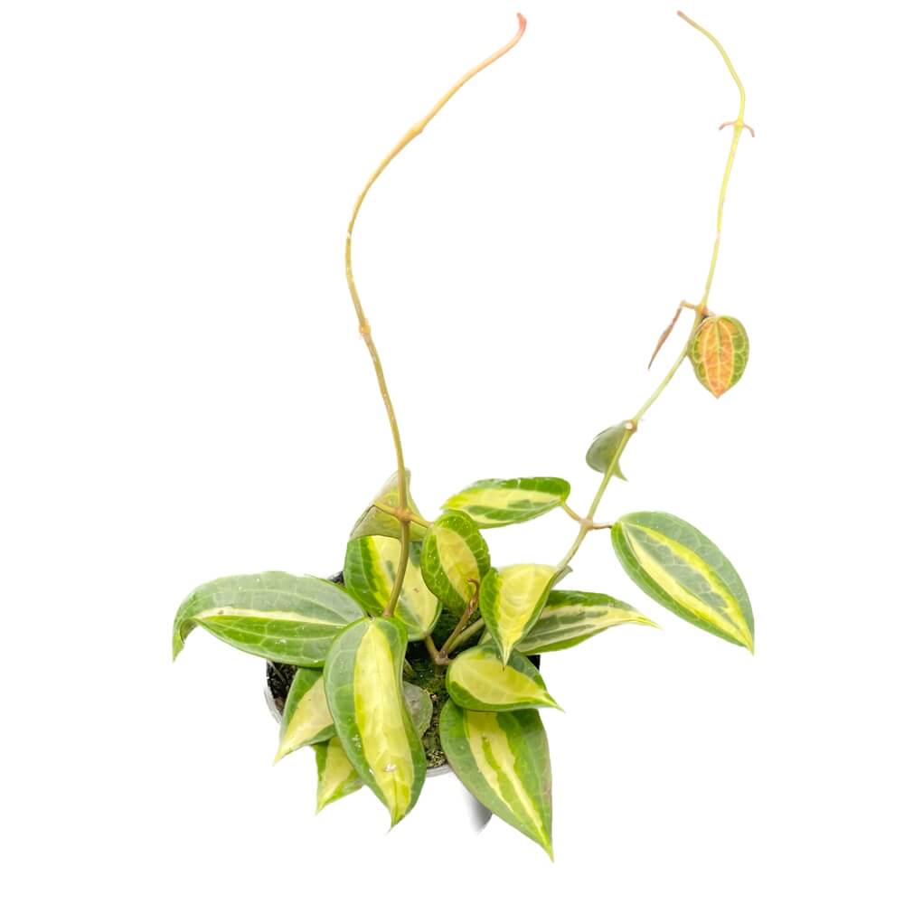Hoya latifolia 'Pot of Gold' potted plant in nursery pot on white background.