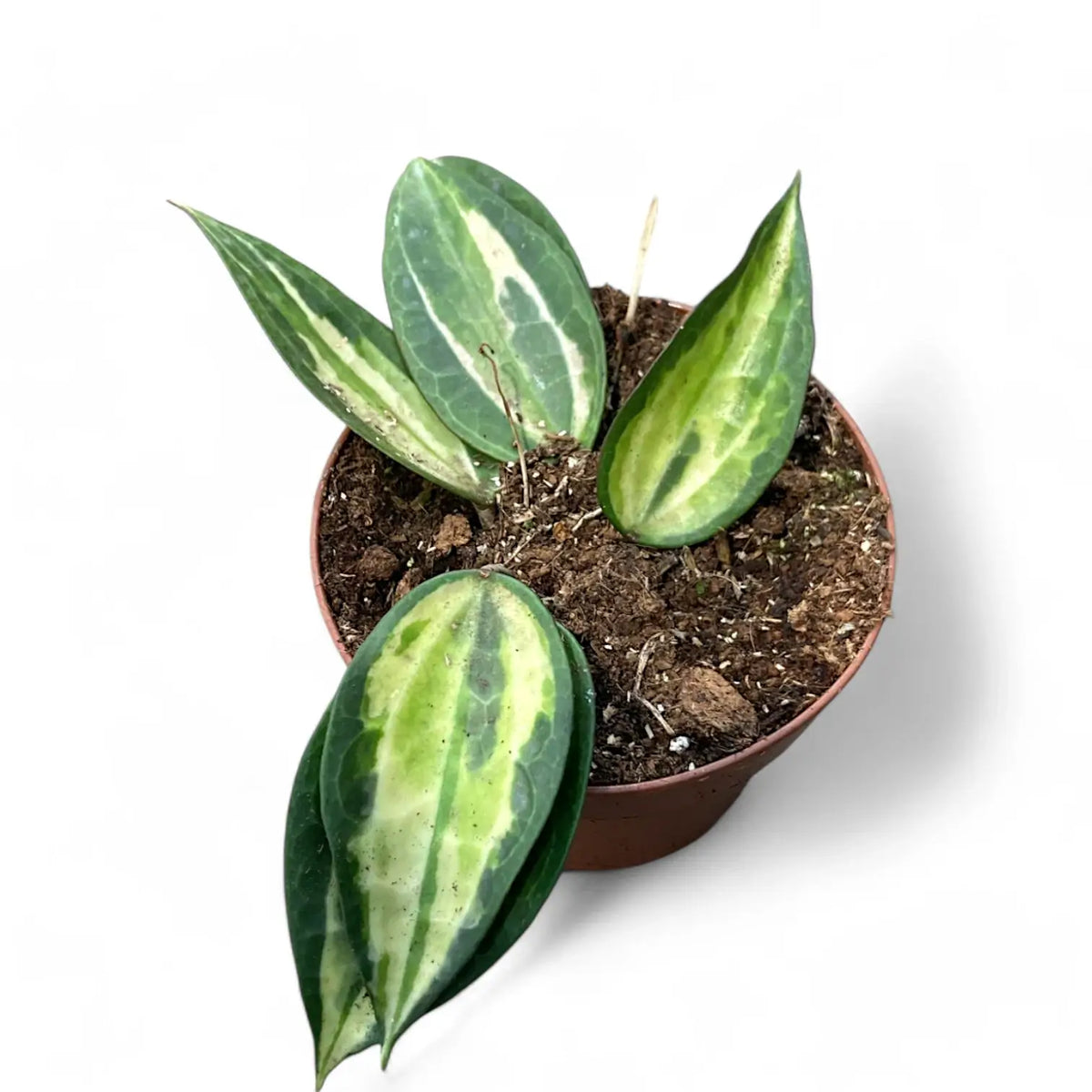 Hoya latifolia 'Pot of Gold' potted plant in nursery pot on white background.