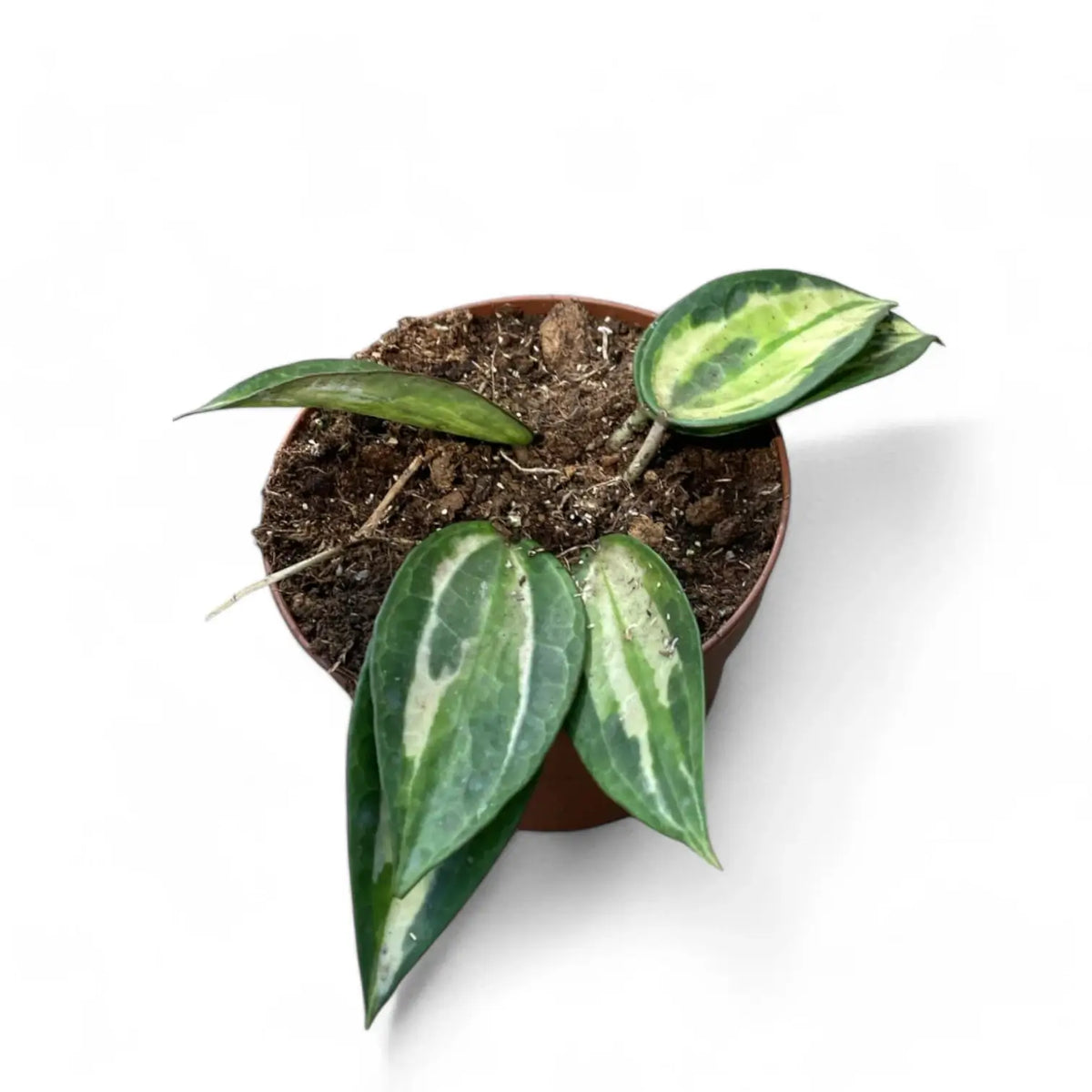 Hoya latifolia 'Pot of Gold' potted plant in nursery pot on white background.