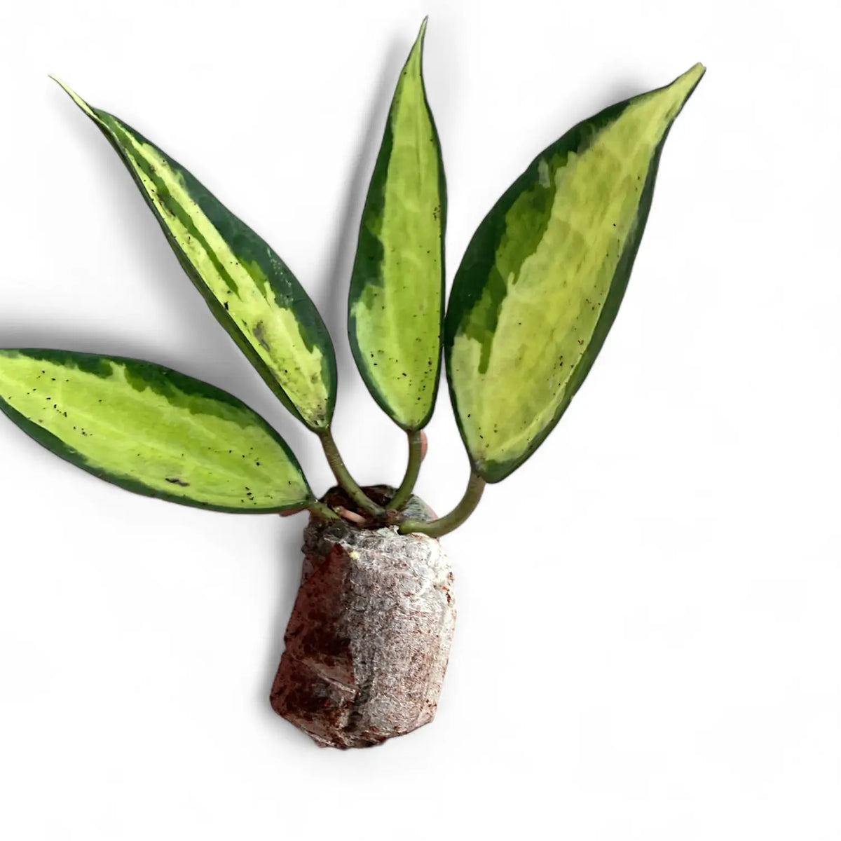Hoya latifolia 'Pot of Gold' potted plant in nursery pot on white background.