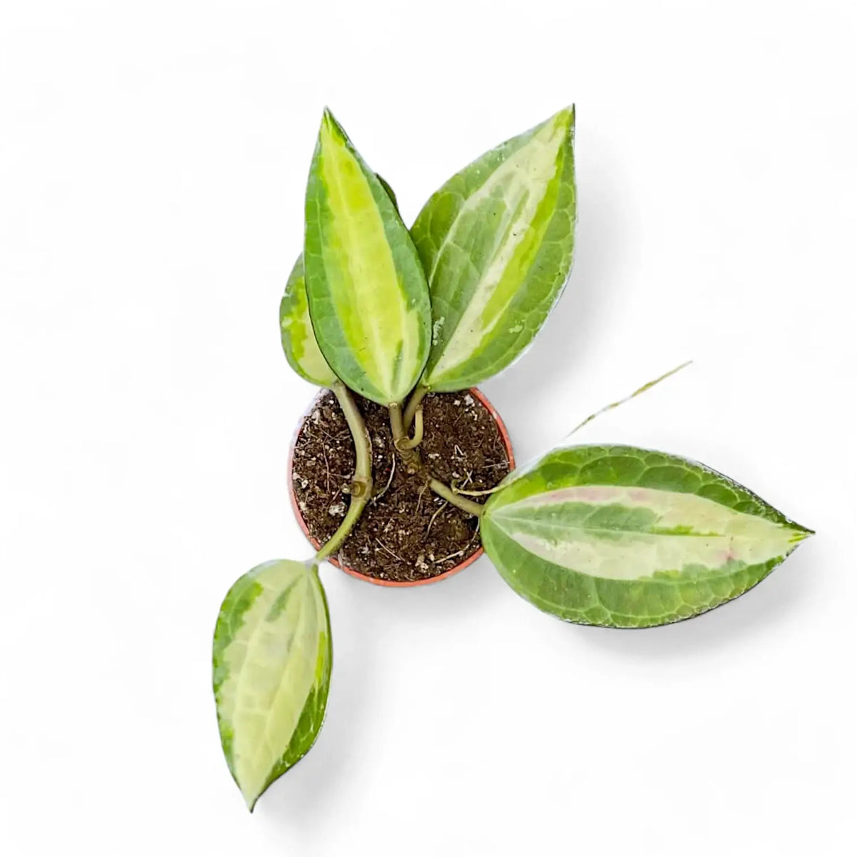 Hoya latifolia 'Pot of Gold' potted plant in nursery pot on white background.