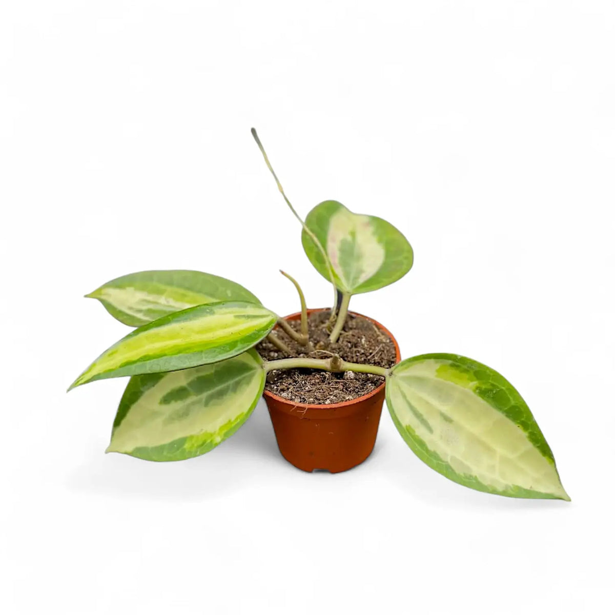 Hoya latifolia 'Pot of Gold' potted plant in nursery pot on white background.