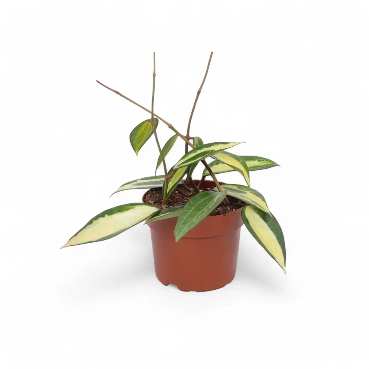 Hoya latifolia 'Pot of Gold' potted plant in nursery pot on white background.