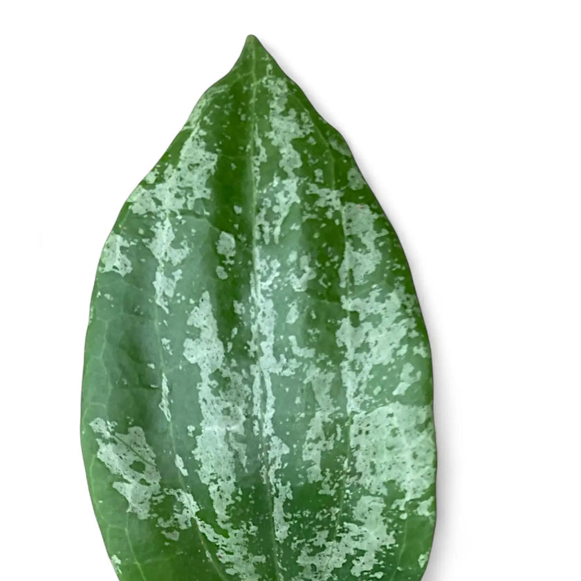 Hoya latifolia 'Silver' leaf close-up on white background.