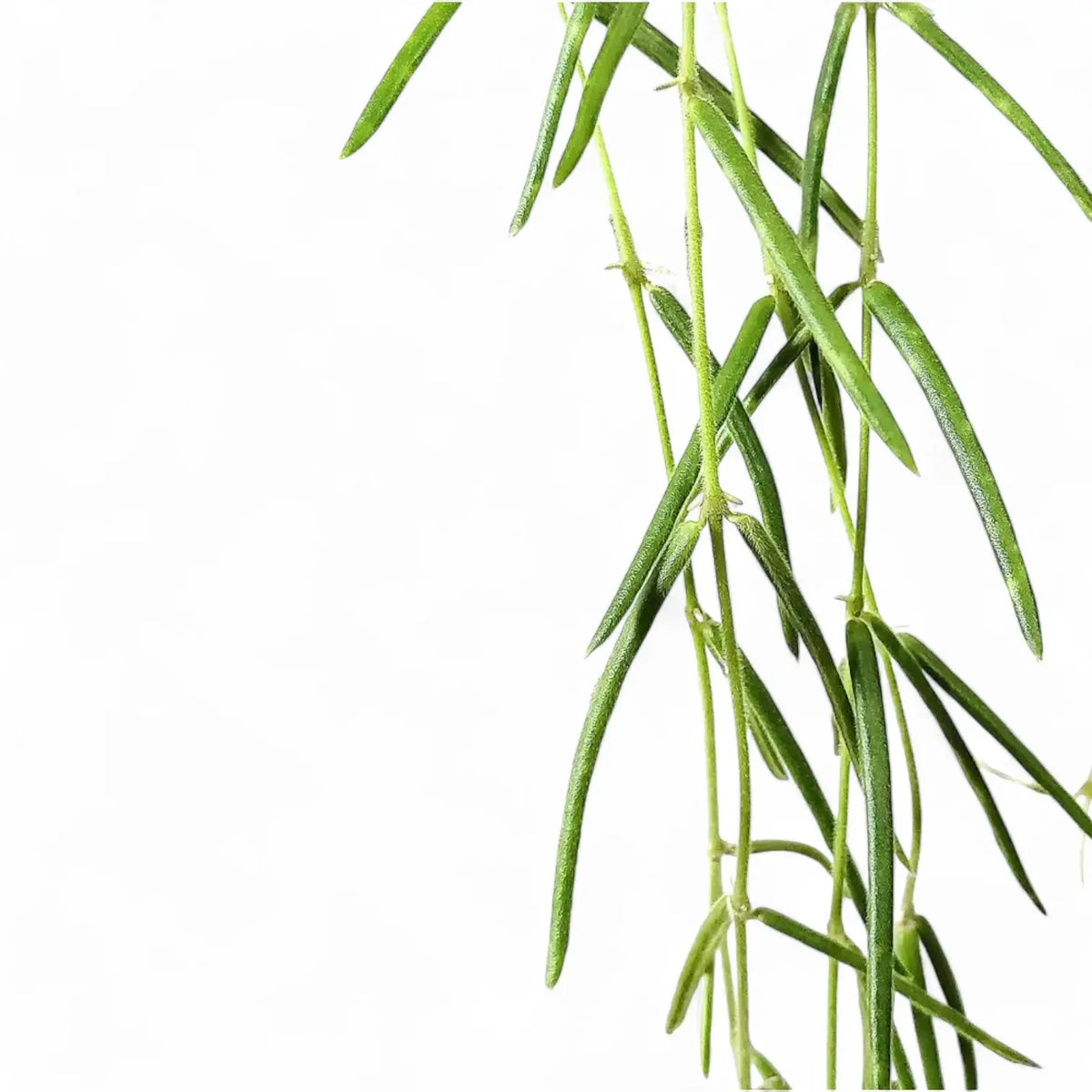 Hoya linearis potted plant in nursery pot on white background.