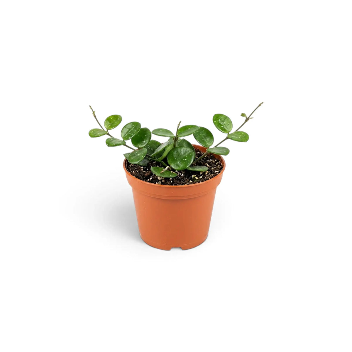 Small Hoya 'Mathilde' with a few round silver-flecked leaves on short vines