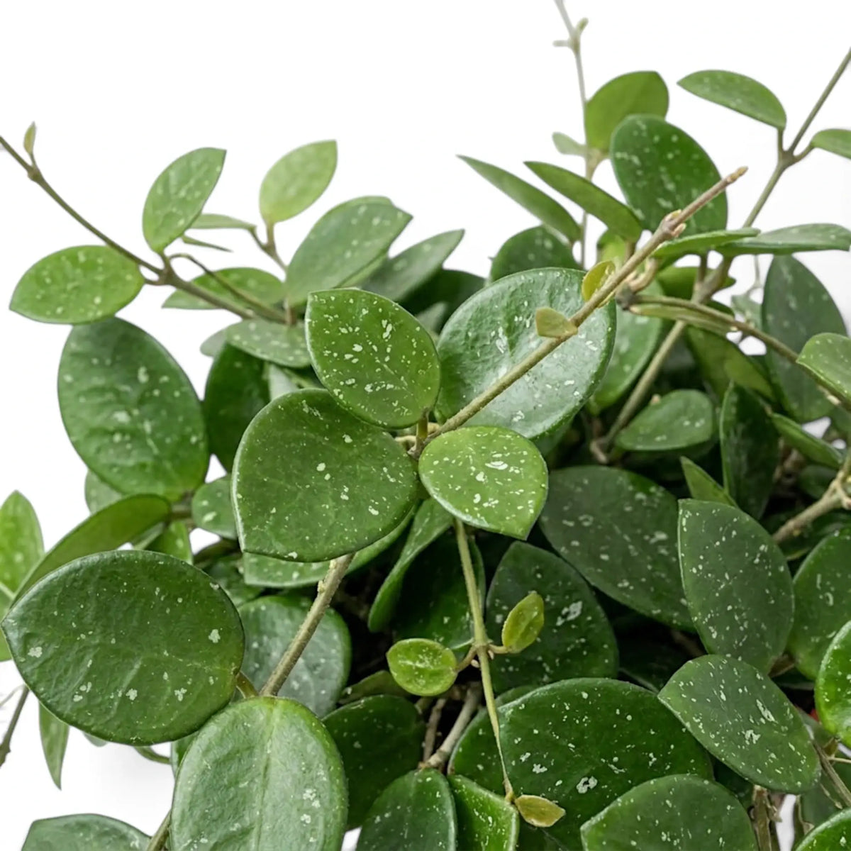Dense Hoya 'Mathilde' foliage with branching vines and round silver-speckled leaves