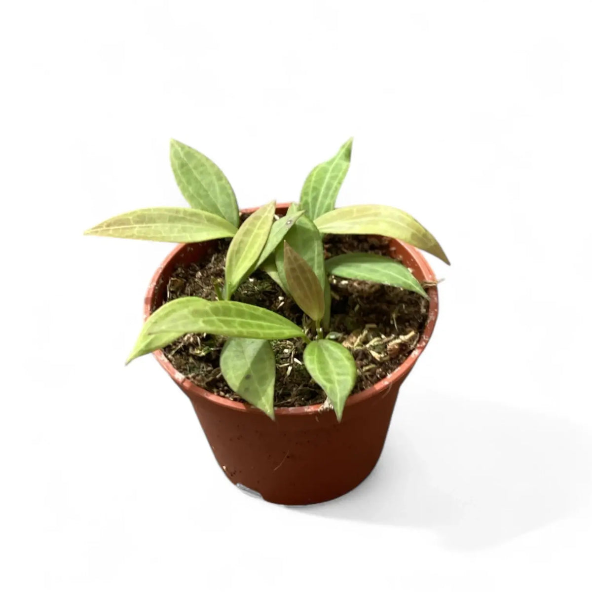 Hoya 'Microdwarf' (NS12-323) potted plant in nursery pot on white background.