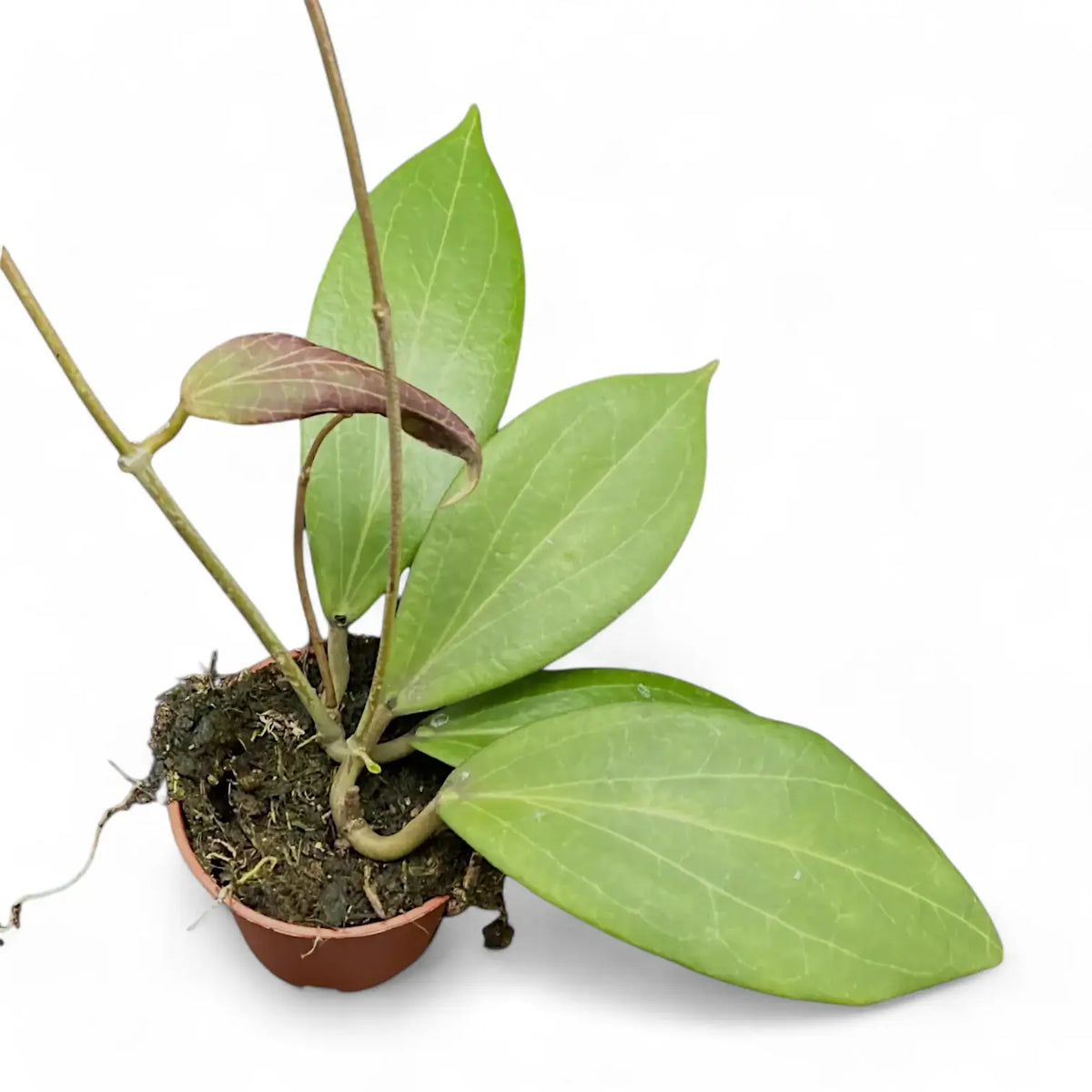 Hoya nicholsoniae Zimmerpflanze im Anzuchttopf vor weißem Hintergrund, Produktfoto 2.