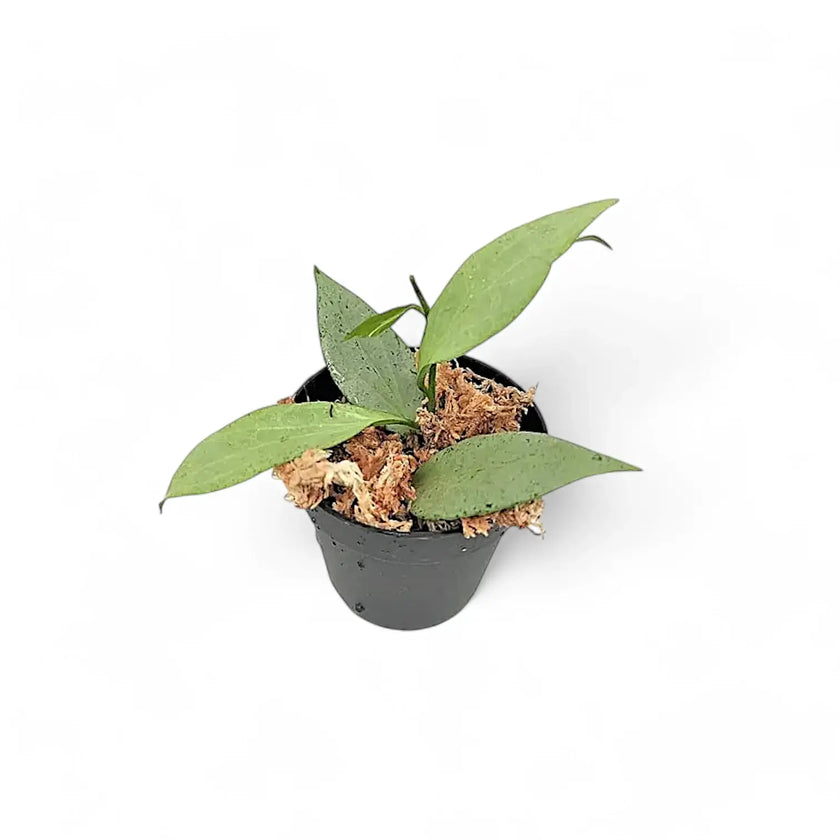 Hoya nicholsoniae 'New Guinea Ghost' potted plant in nursery pot on white background.