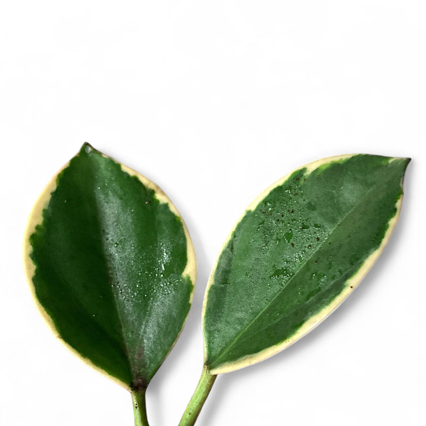 Hoya pachyclada 'New Moon' leaf detail on white background.
