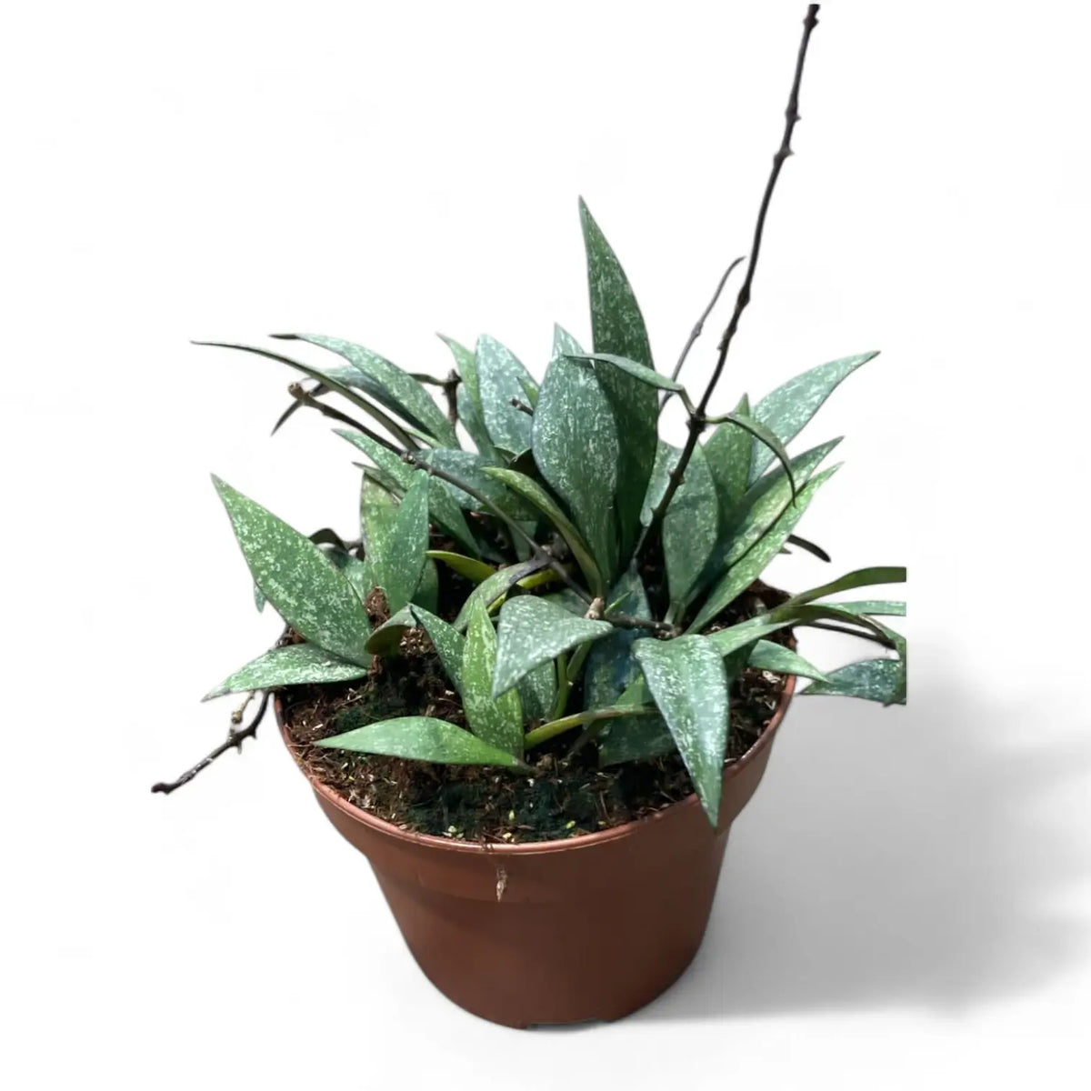 Hoya parviflora 'Splash' potted plant in nursery pot on white background.