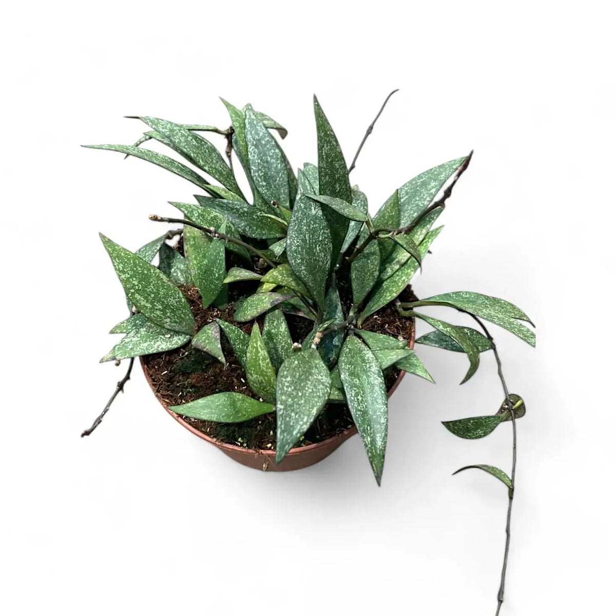 Hoya parviflora 'Splash' potted plant in nursery pot on white background.