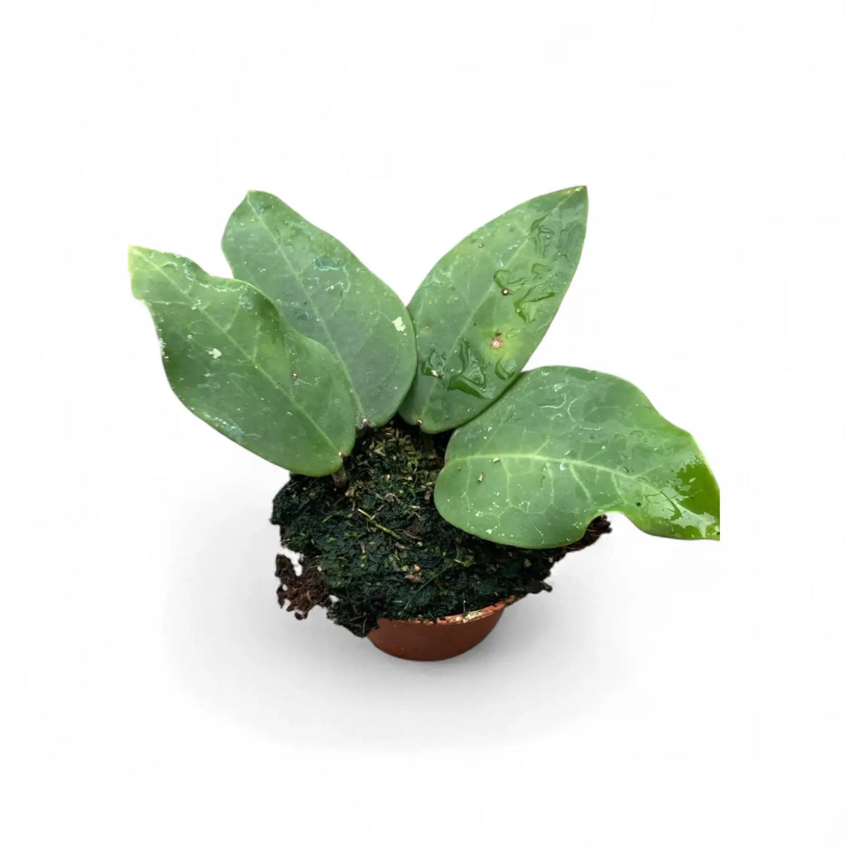 Hoya ‘Patricia’ Zimmerpflanze im Anzuchttopf vor weißem Hintergrund, Produktfoto 2.