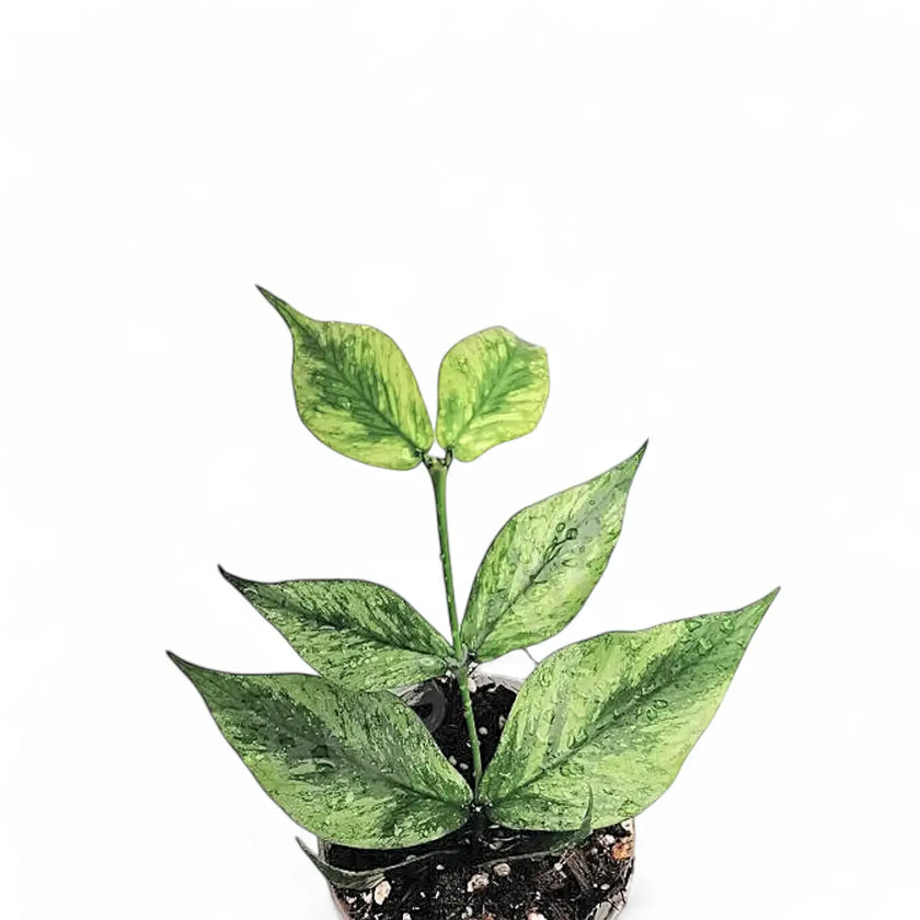Hoya polyneura 'Splash' potted plant in nursery pot on white background.