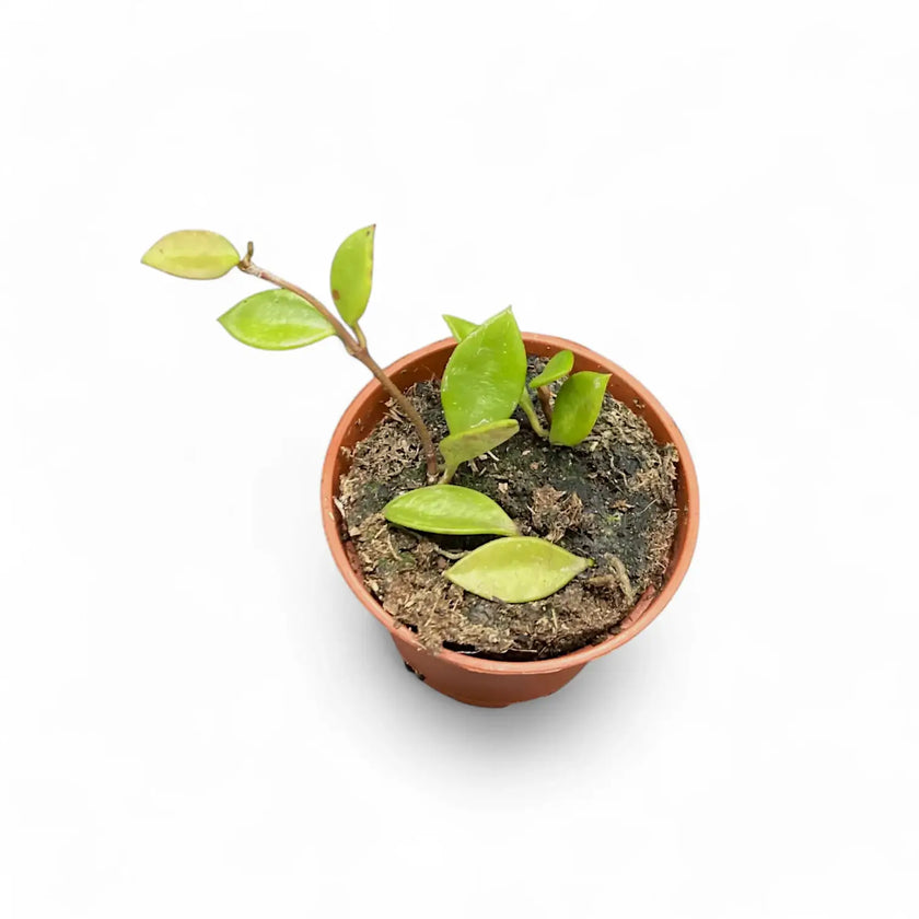 Hoya pubera (syn. Hoya picta) potted plant in nursery pot on white background.