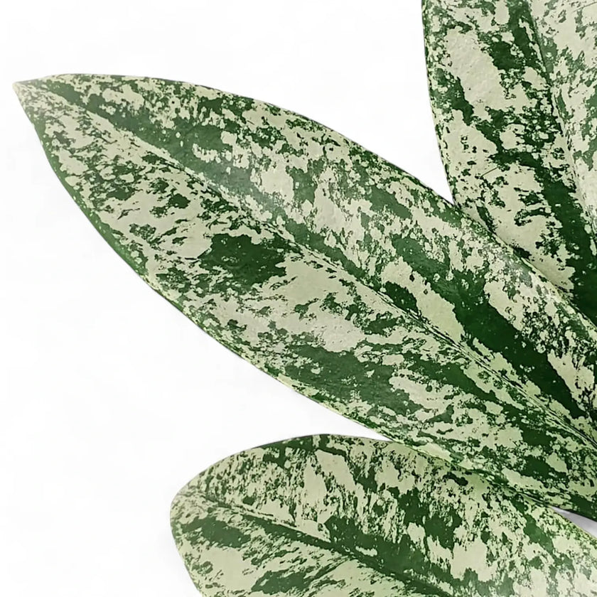 Hoya pubicalyx 'Silver Splash' ('Silver Spot') close-up of leaf on white background.