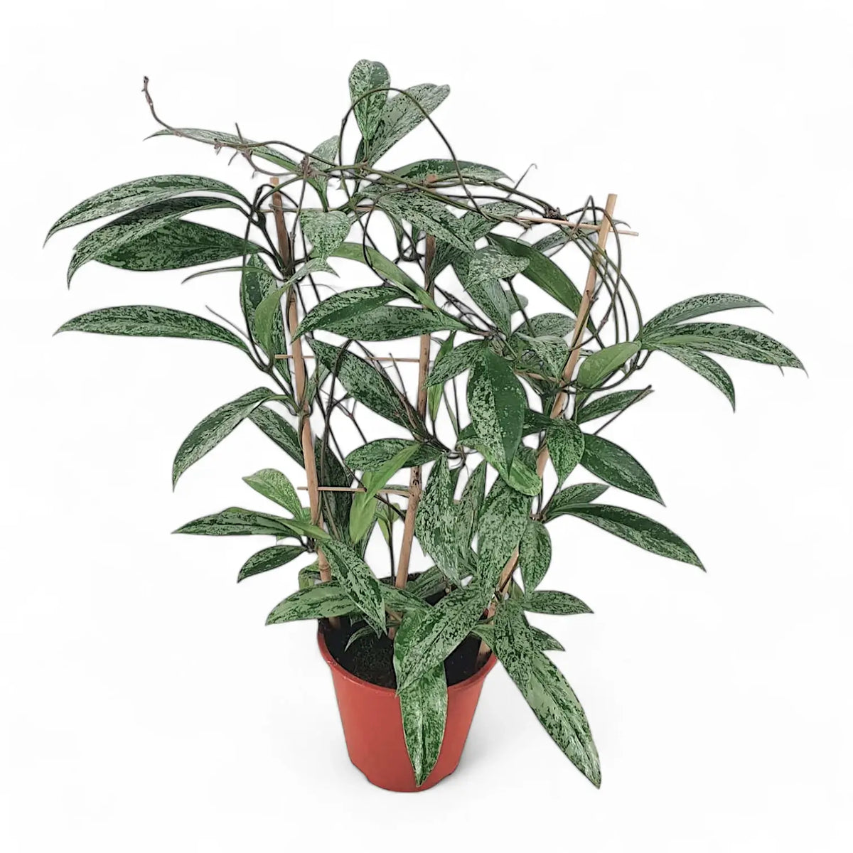 Hoya pubicalyx 'Silver Splash' ('Silver Spot') Zimmerpflanze im Anzuchttopf vor weißem Hintergrund, Produktfoto 3.