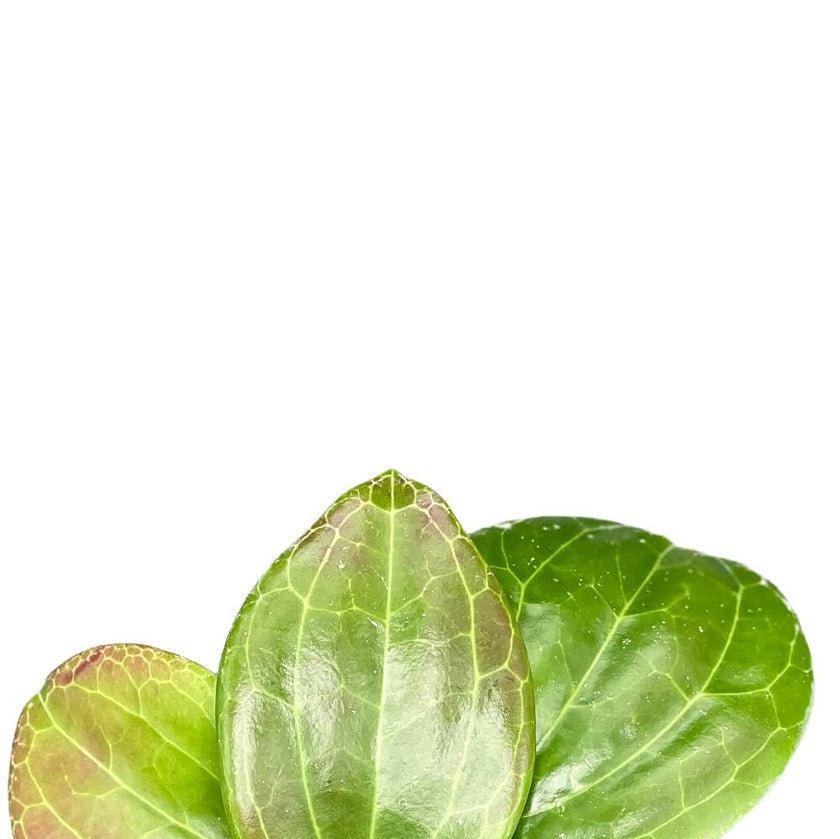 Hoya quinquenervia leaf detail on white background.