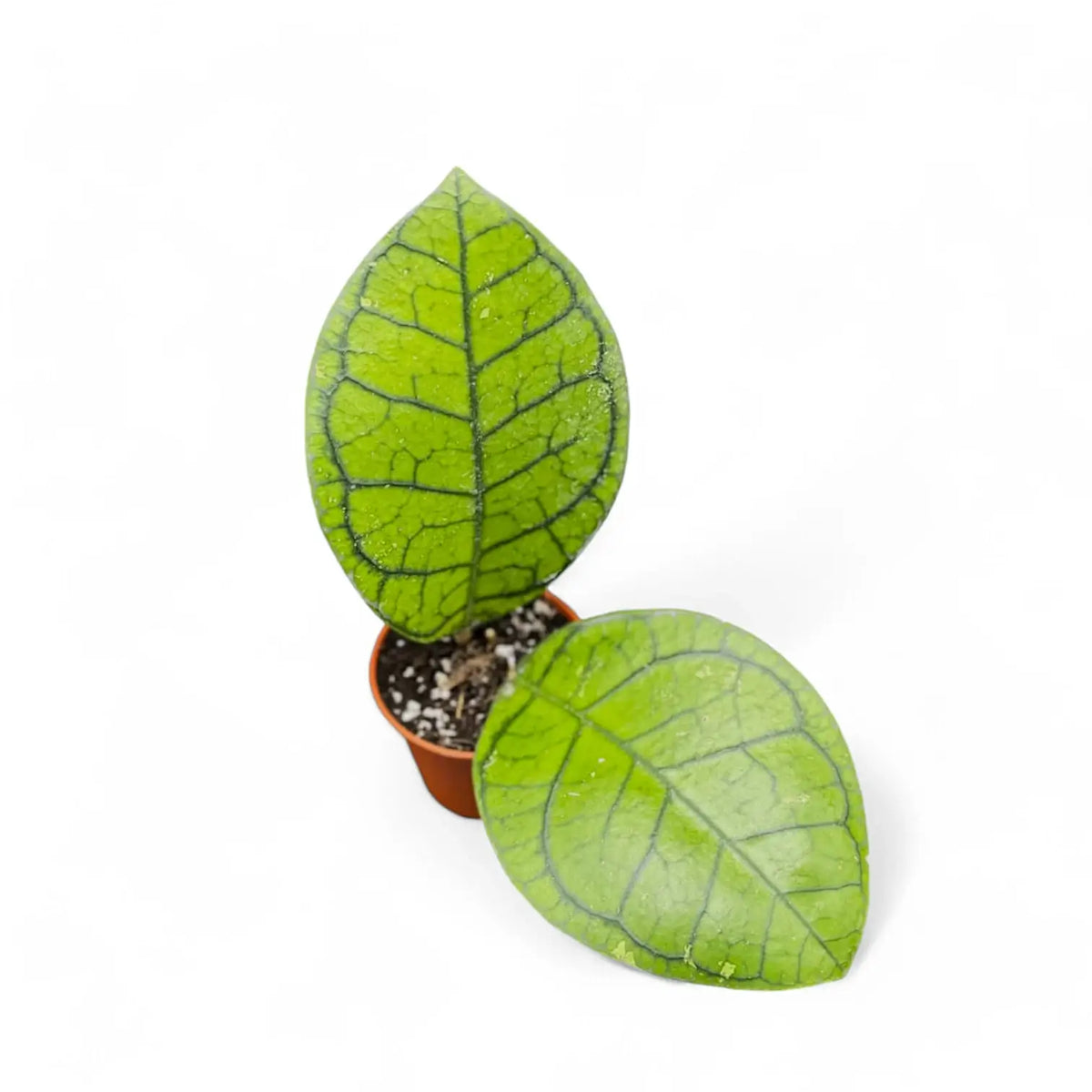 Hoya ranauensis potted plant in nursery pot on white background.