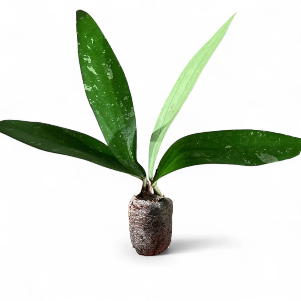 Hoya ‘Rindu Rafflesia’ potted plant in nursery pot on white background.
