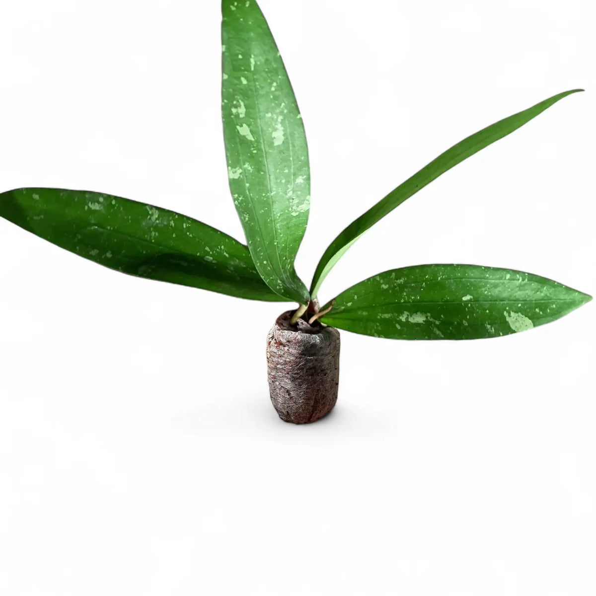 Hoya ‘Rindu Rafflesia’ potted plant in nursery pot on white background.