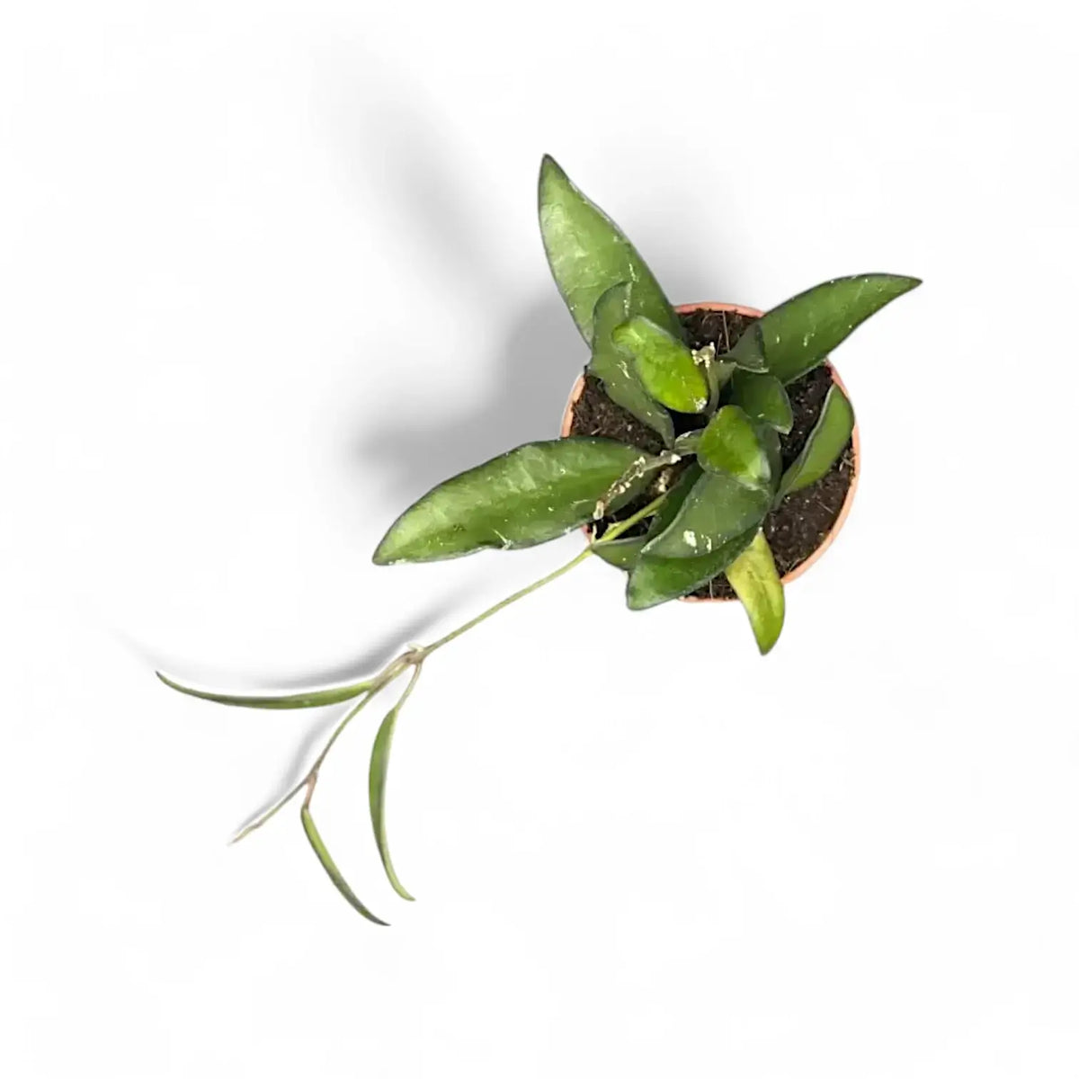 Hoya 'Rosita' Zimmerpflanze im Anzuchttopf vor weißem Hintergrund, Produktfoto 5.