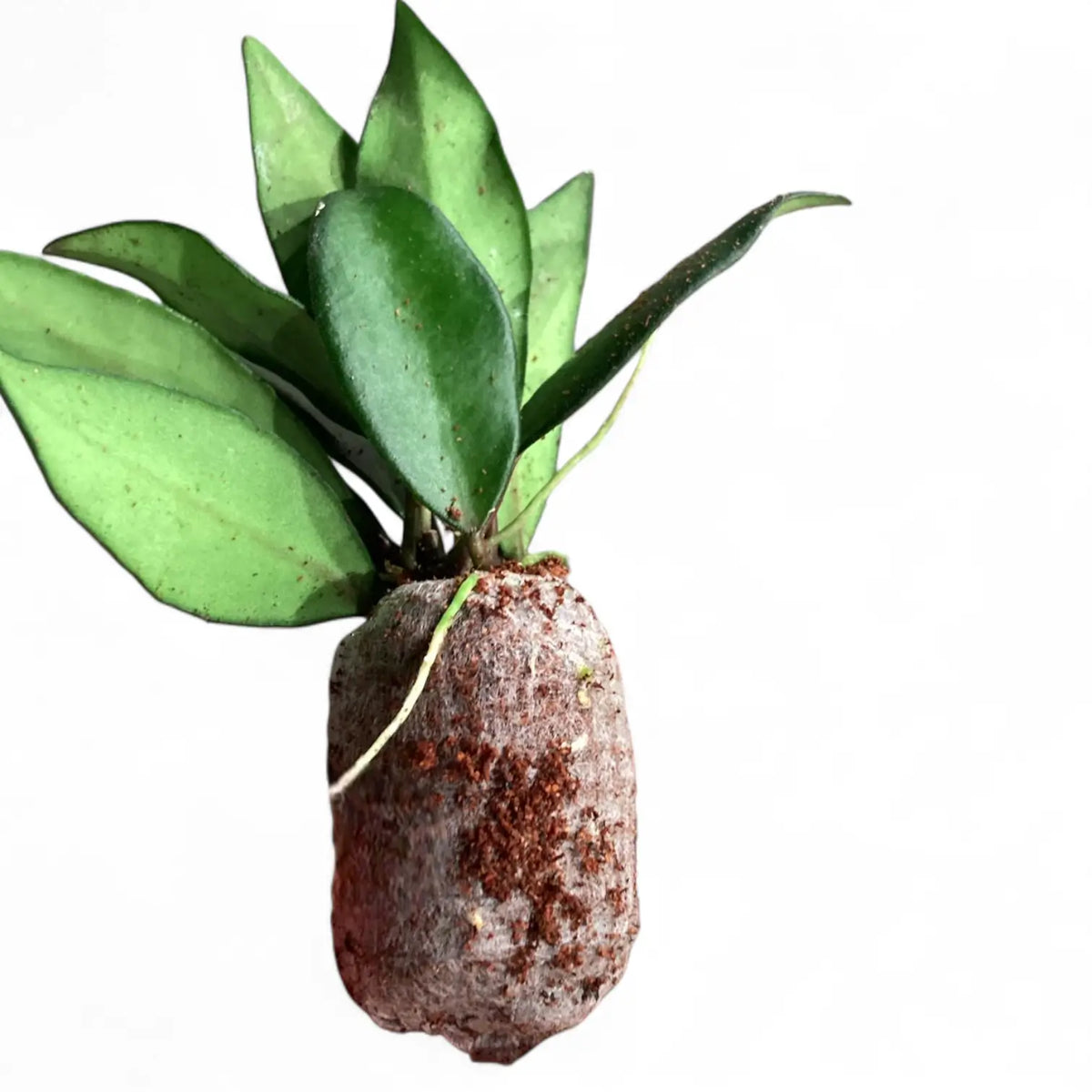 Hoya rosita 'Red Maroon' potted plant in nursery pot on white background.