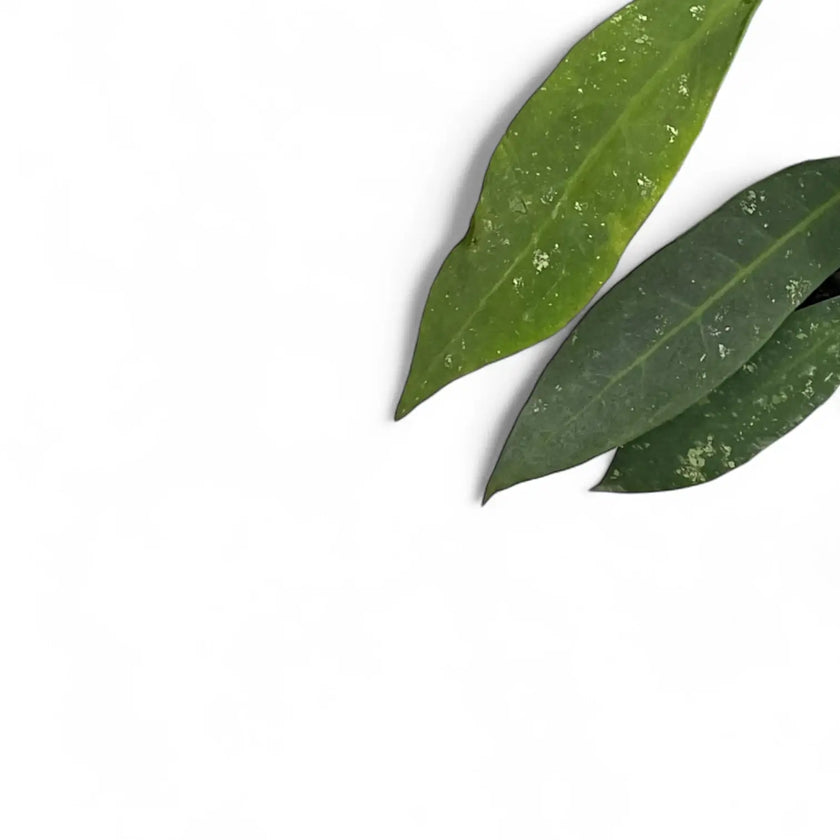 Hoya ruthiae leaf close-up on white background.
