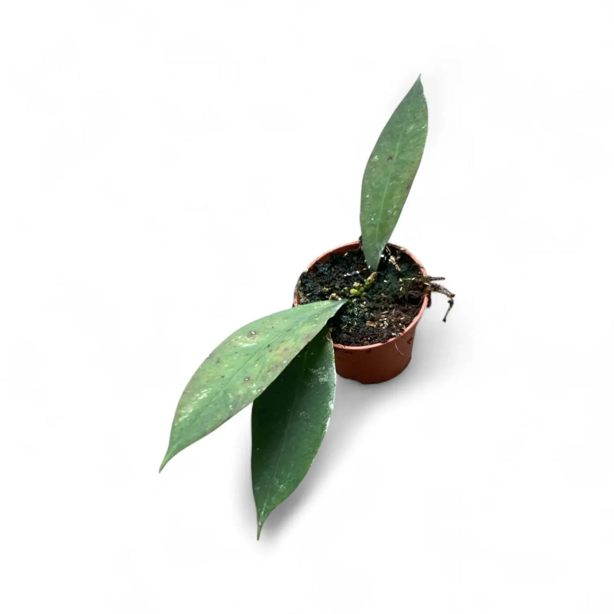 Hoya ruthiae potted plant in nursery pot on white background.