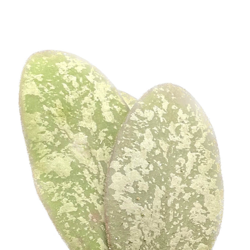 Hoya sigillatis 'Silver' (AH001) close-up of leaf on white background.
