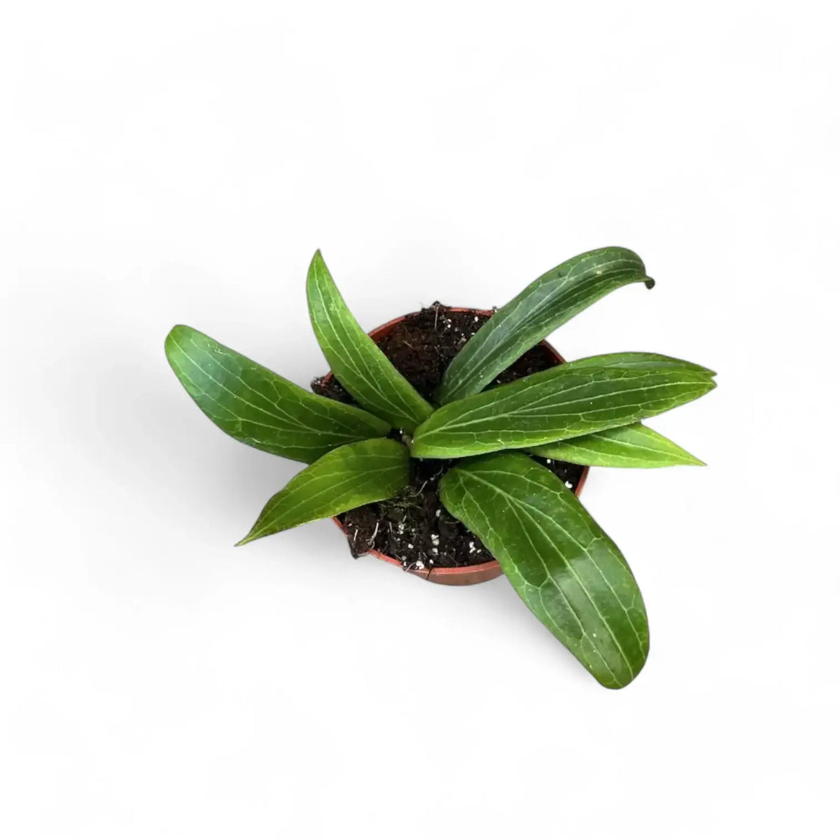 Hoya soligamiana potted plant in nursery pot on white background.