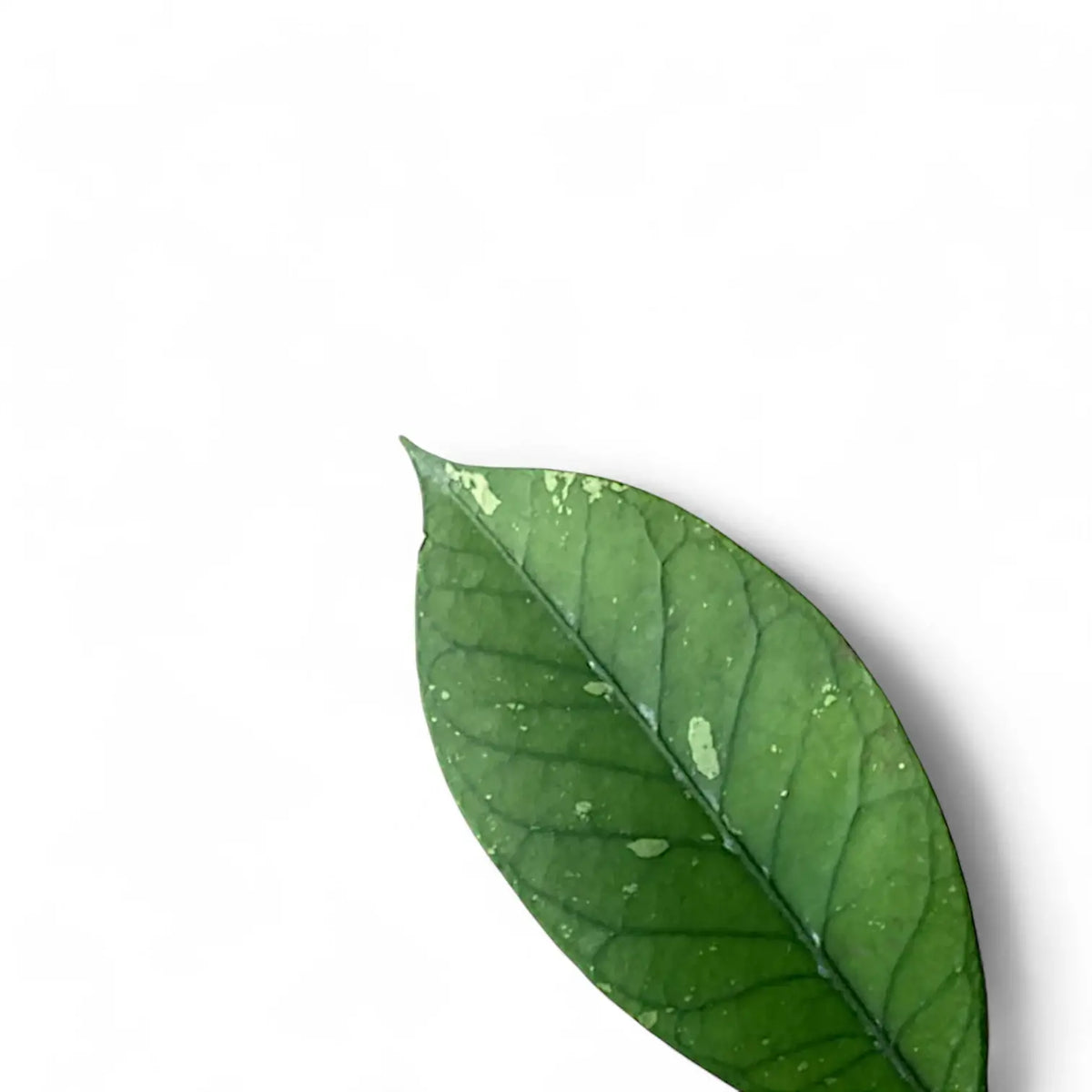 Hoya sp. Aceh 'Long leaf' leaf close-up on white background.