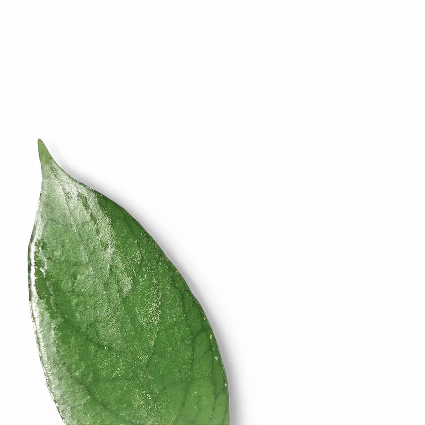 Hoya sp. Kho Resus Sunda Hang close-up of leaf on white background.