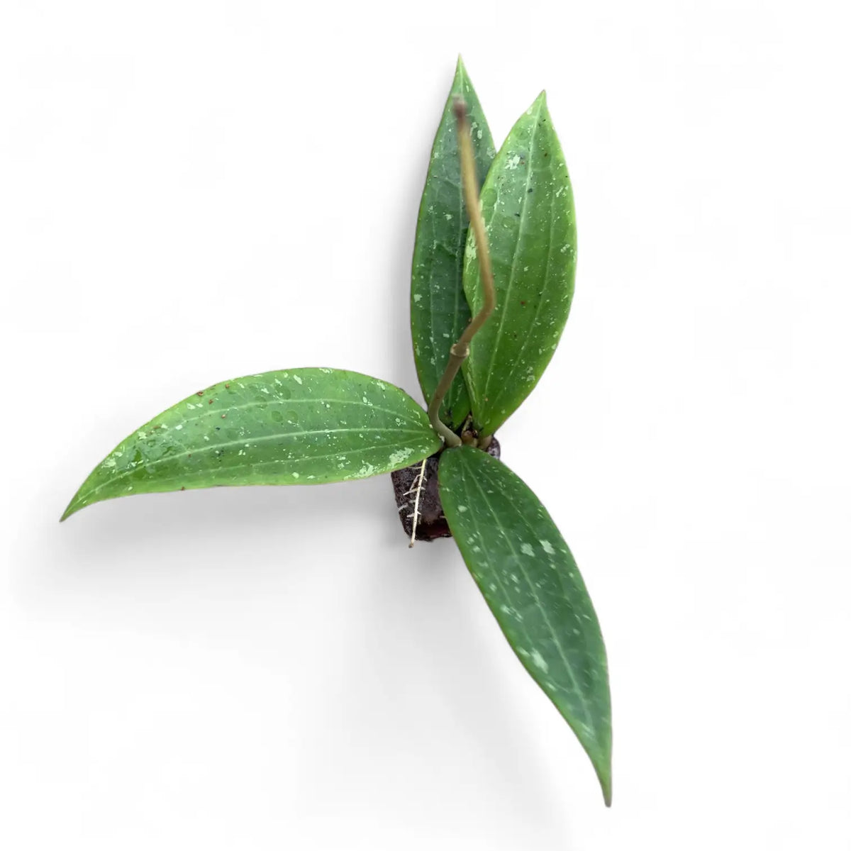Hoya sp. Loei potted plant in nursery pot on white background.