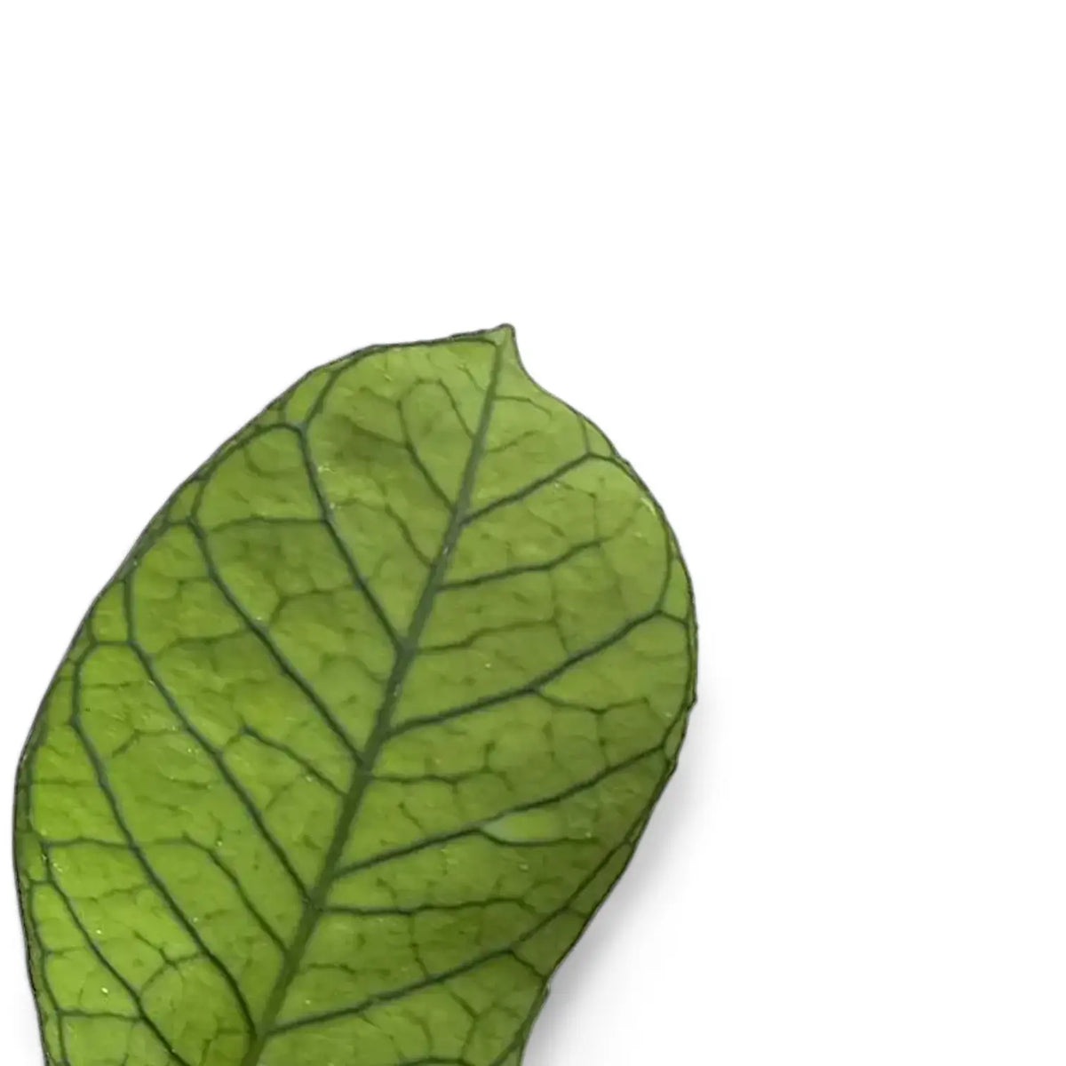 Hoya sp. Sabah (EPC 961) – Blattdetail vor weißem Hintergrund..