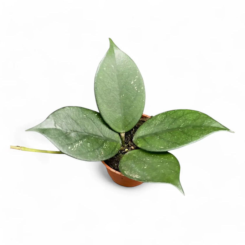 Hoya sp. Vietnam (Clone 1) potted plant in nursery pot on white background.