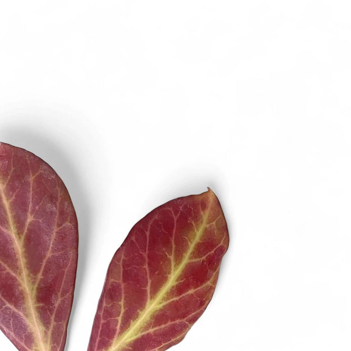 Hoya 'Sunrise' close-up of leaf on white background.