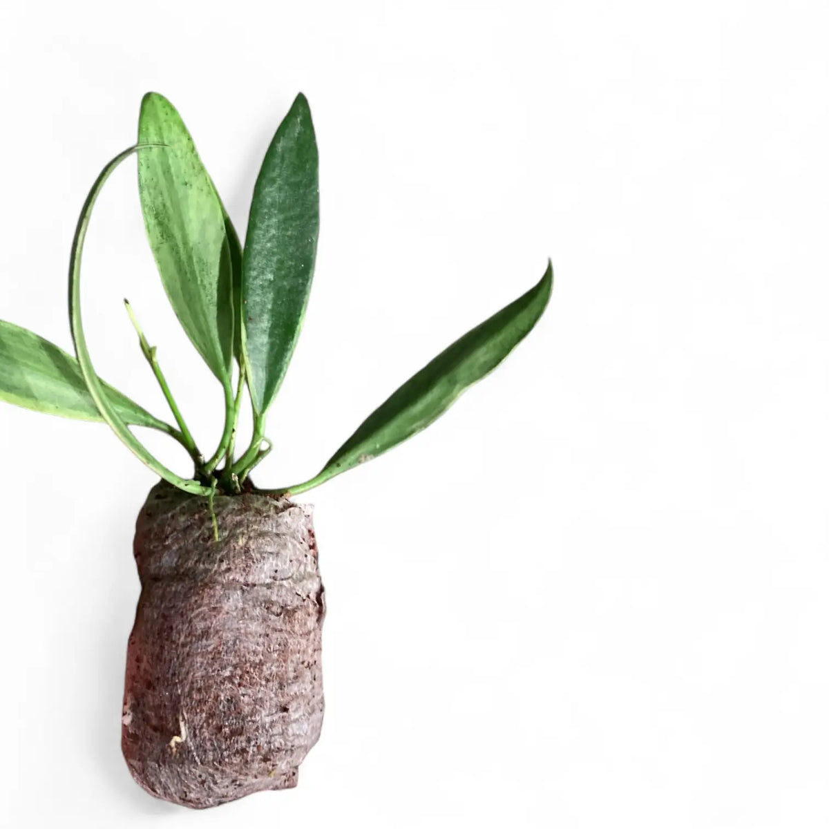 Hoya tsangii outer variegated potted plant in nursery pot on white background.