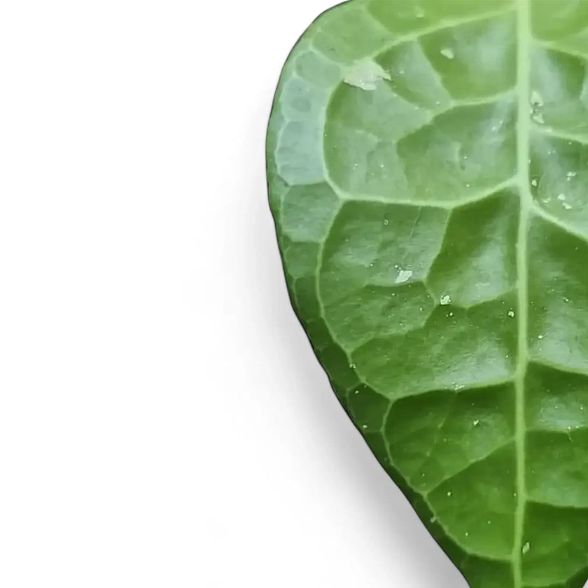 Hoya verticillata 'Lampung' leaf close-up on white background.