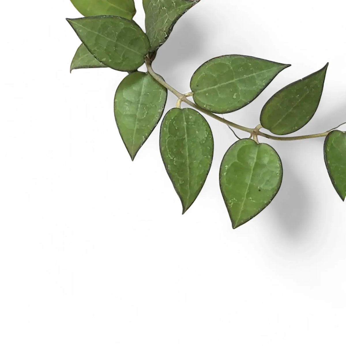 Hoya verticillata var. verticillata 'Black Edge' ('Black Margin') close-up of leaf on white background.