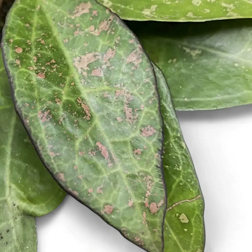 Hoya verticillata var. verticillata 'Pink Splash' close-up of leaf on white background.